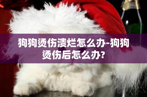 狗狗燙傷潰爛怎么辦-狗狗燙傷后怎么辦?