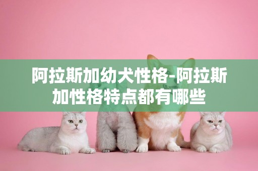 阿拉斯加幼犬性格-阿拉斯加性格特點都有哪些