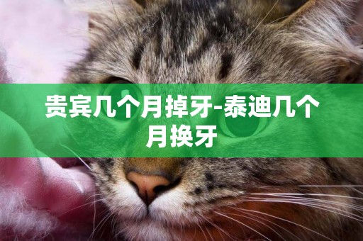 貴賓幾個月掉牙-泰迪幾個月換牙