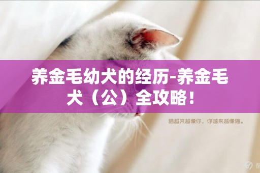 養金毛幼犬的經歷-養金毛犬（公）全攻略！