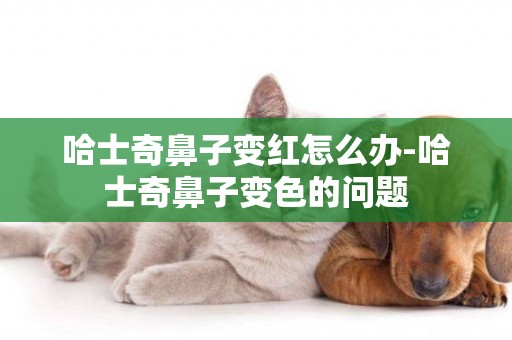 哈士奇鼻子變紅怎么辦-哈士奇鼻子變色的問題