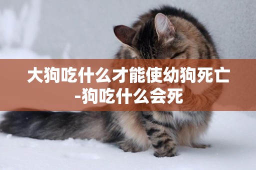 大狗吃什么才能使幼狗死亡-狗吃什么會死