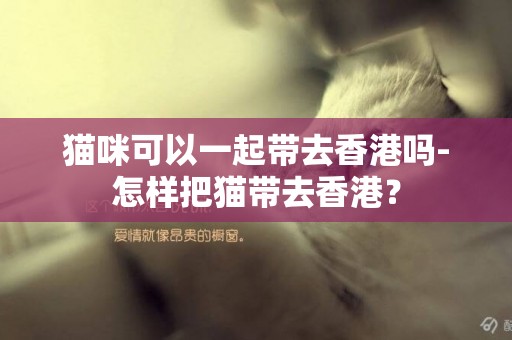 貓咪可以一起帶去香港嗎-怎樣把貓帶去香港？
