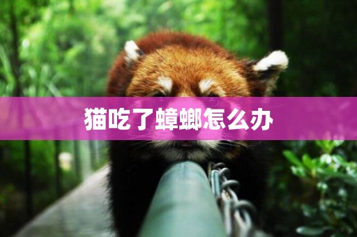 貓吃了蟑螂怎么辦