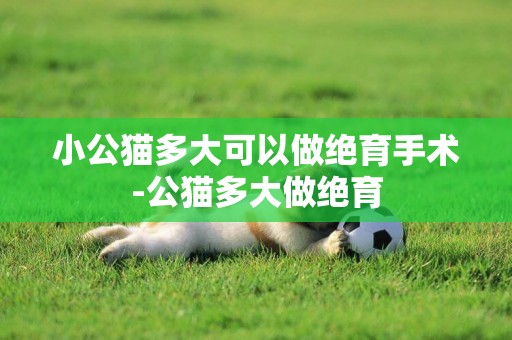 小公貓多大可以做絕育手術-公貓多大做絕育