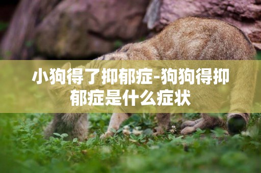 小狗得了抑郁癥-狗狗得抑郁癥是什么癥狀