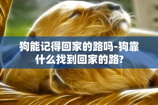 狗能記得回家的路嗎-狗靠什么找到回家的路?