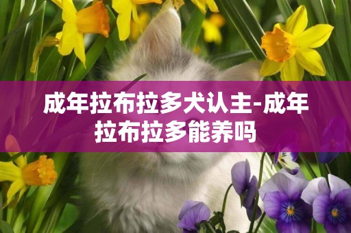 成年拉布拉多犬認主-成年拉布拉多能養嗎