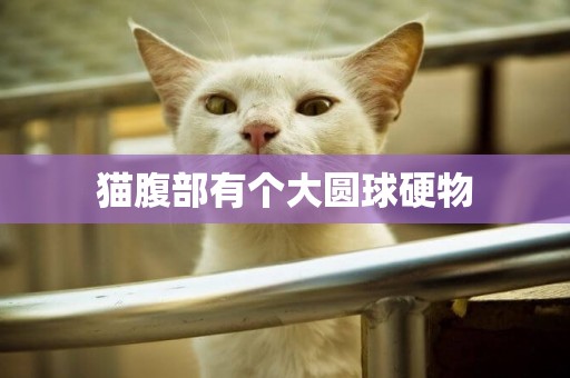 貓腹部有個大圓球硬物