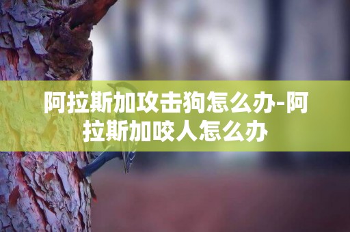 阿拉斯加攻擊狗怎么辦-阿拉斯加咬人怎么辦