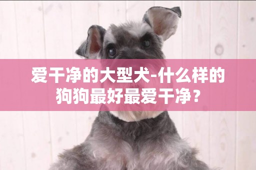 愛干凈的大型犬-什么樣的狗狗最好最愛干凈？