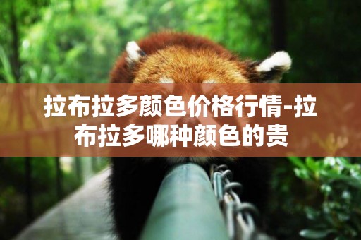 拉布拉多顏色價格行情-拉布拉多哪種顏色的貴