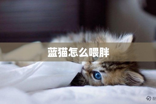 藍貓怎么喂胖