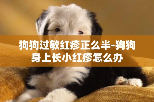 狗狗過敏紅疹正么半-狗狗身上長小紅疹怎么辦