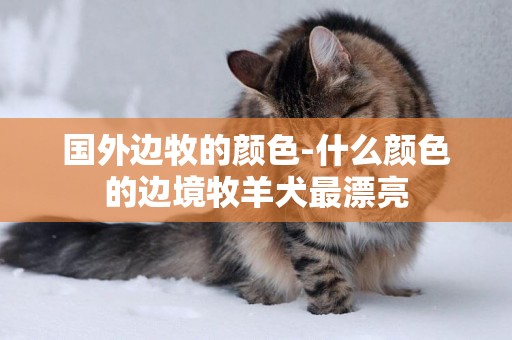 國外邊牧的顏色-什么顏色的邊境牧羊犬最漂亮