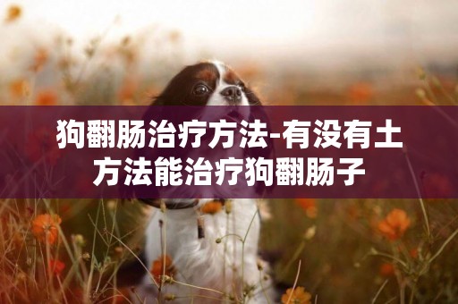 狗翻腸治療方法-有沒有土方法能治療狗翻腸子