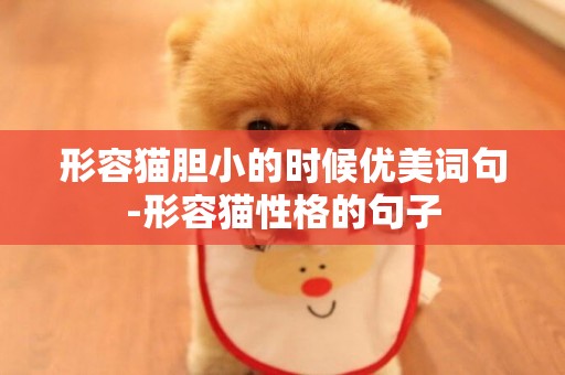 形容貓膽小的時候優美詞句-形容貓性格的句子