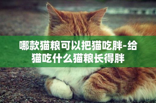哪款貓糧可以把貓吃胖-給貓吃什么貓糧長得胖