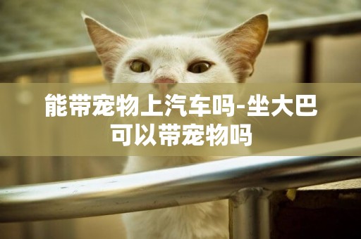 能帶寵物上汽車嗎-坐大巴可以帶寵物嗎