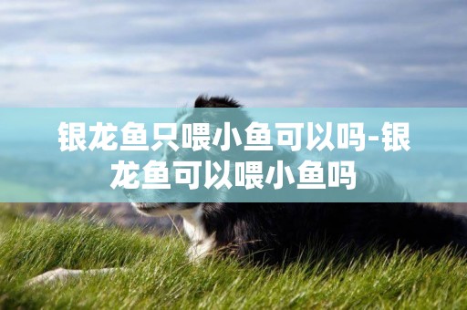 銀龍魚只喂小魚可以嗎-銀龍魚可以喂小魚嗎