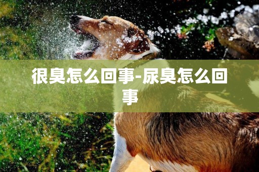 很臭怎么回事-尿臭怎么回事
