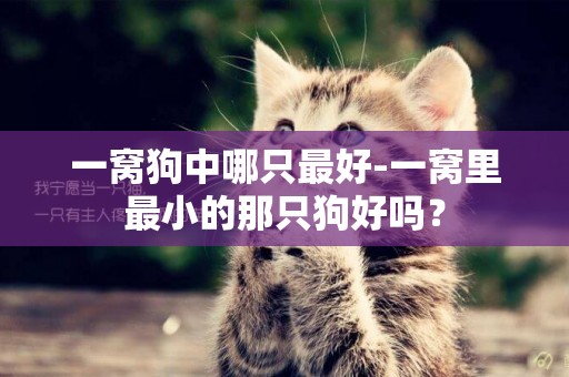 一窩狗中哪只最好-一窩里最小的那只狗好嗎？
