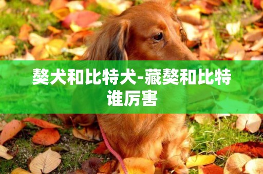 獒犬和比特犬-藏獒和比特誰厲害