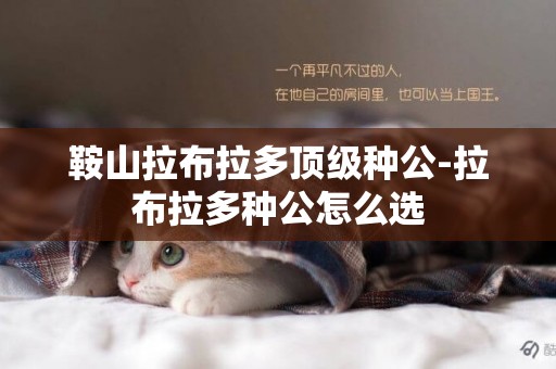 鞍山拉布拉多頂級種公-拉布拉多種公怎么選