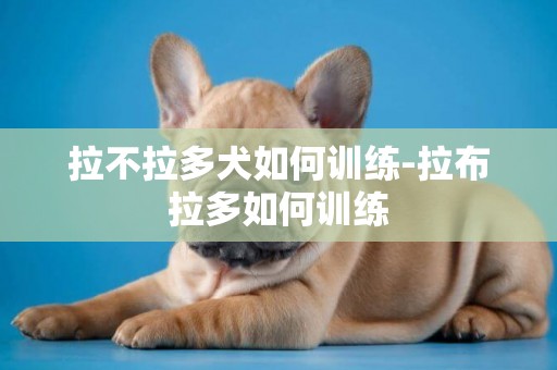拉不拉多犬如何訓練-拉布拉多如何訓練