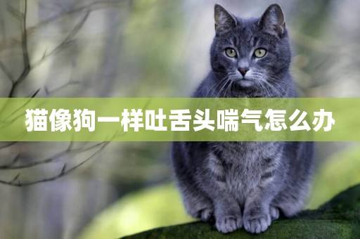 貓像狗一樣吐舌頭喘氣怎么辦