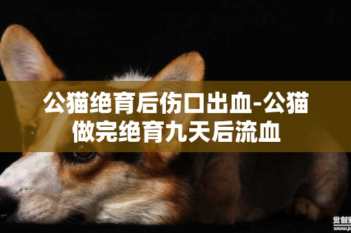 公貓絕育后傷口出血-公貓做完絕育九天后流血