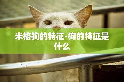 米格狗的特征-狗的特征是什么