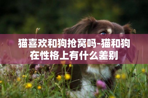 貓喜歡和狗搶窩嗎-貓和狗在性格上有什么差別