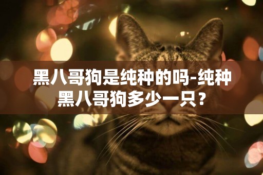 黑八哥狗是純種的嗎-純種黑八哥狗多少一只？