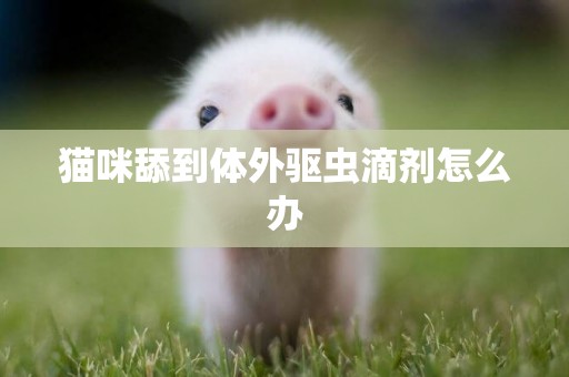 貓咪舔到體外驅蟲滴劑怎么辦