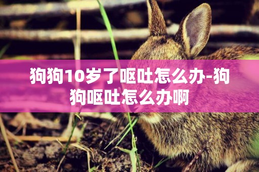 狗狗10歲了嘔吐怎么辦-狗狗嘔吐怎么辦啊