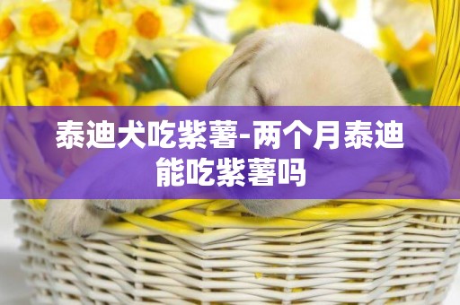泰迪犬吃紫薯-兩個月泰迪能吃紫薯嗎