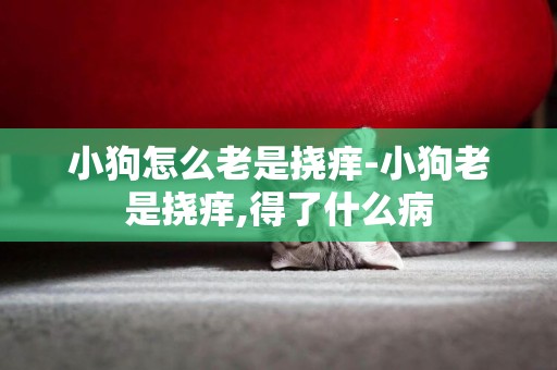 小狗怎么老是撓癢-小狗老是撓癢,得了什么病
