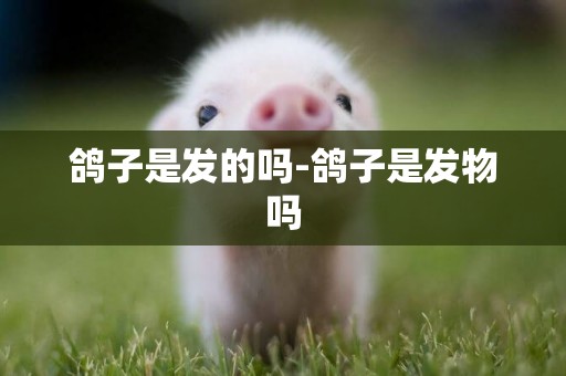 鴿子是發的嗎-鴿子是發物嗎