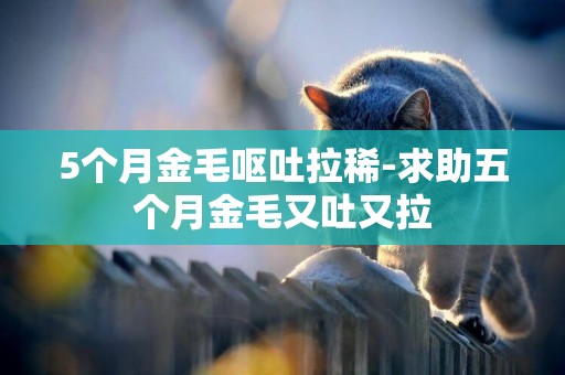 5個月金毛嘔吐拉稀-求助五個月金毛又吐又拉