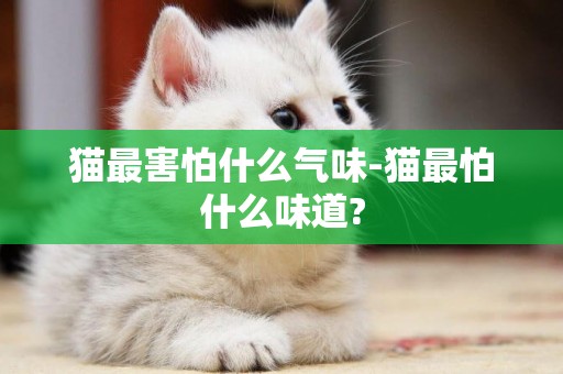 貓最害怕什么氣味-貓最怕什么味道?