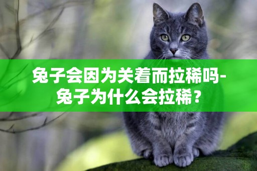 兔子會因為關著而拉稀嗎-兔子為什么會拉稀？