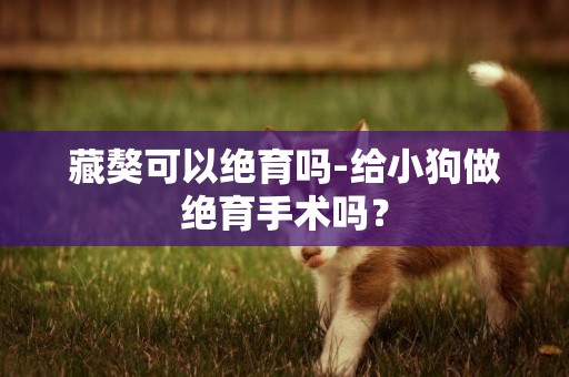 藏獒可以絕育嗎-給小狗做絕育手術嗎？