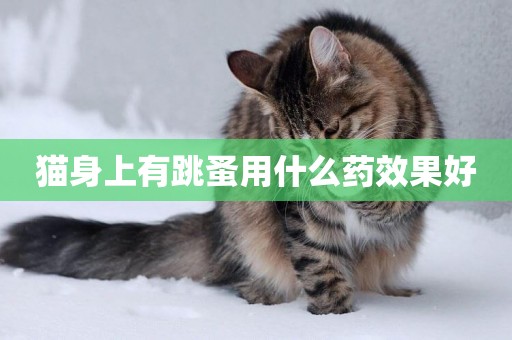 貓身上有跳蚤用什么藥效果好