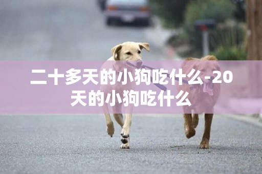 二十多天的小狗吃什么-20天的小狗吃什么