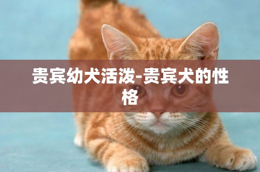 貴賓幼犬活潑-貴賓犬的性格