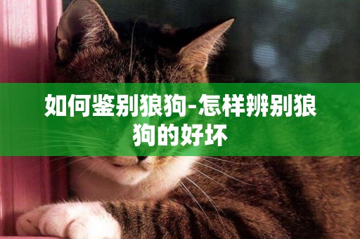 如何鑒別狼狗-怎樣辨別狼狗的好壞