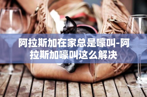阿拉斯加在家總是嚎叫-阿拉斯加嚎叫這么解決