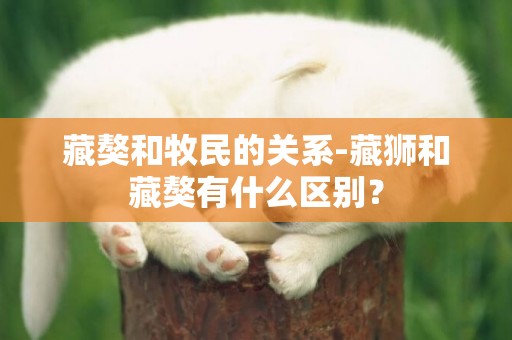 藏獒和牧民的關系-藏獅和藏獒有什么區別？