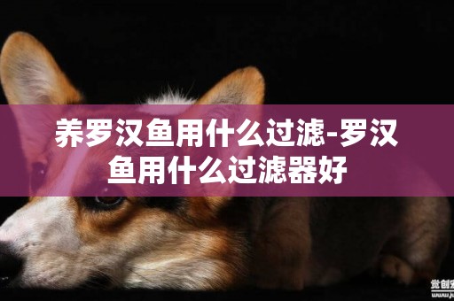 養羅漢魚用什么過濾-羅漢魚用什么過濾器好